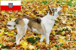Детальніше про статтю Заводчики лайок і цуценята в Тюрингії