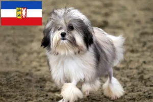 Детальніше про статтю Заводчики та цуценята льовхена у Шлезвіг-Гольштейні