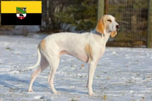 Детальніше про статтю Заводчики порцеляни та цуценята в Саксонії-Ангальт