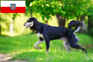 Детальніше про статтю Заводчики та цуценята салюкі в Тюрингії
