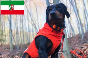 Детальніше про статтю Заводчики та цуценята словенського копра у Північному Рейні-Вестфалії