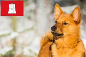 Детальніше про статтю Заводчики та цуценята фінненшпіців у Гамбурзі