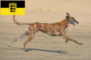 Детальніше про статтю Заводчики і цуценята Galgo Espanol у Баден-Вюртемберзі