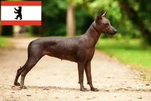 Детальніше про статтю Заводчики та цуценята ксоло в Берліні
