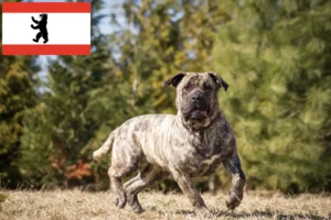Детальніше про статтю Заводчики та цуценята Presa Canario в Берліні