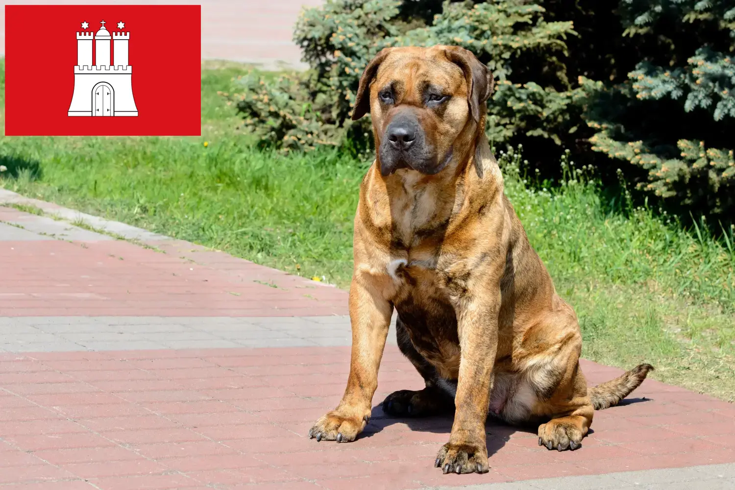 Детальніше про статтю Заводчики та цуценята Presa Canario у Гамбурзі