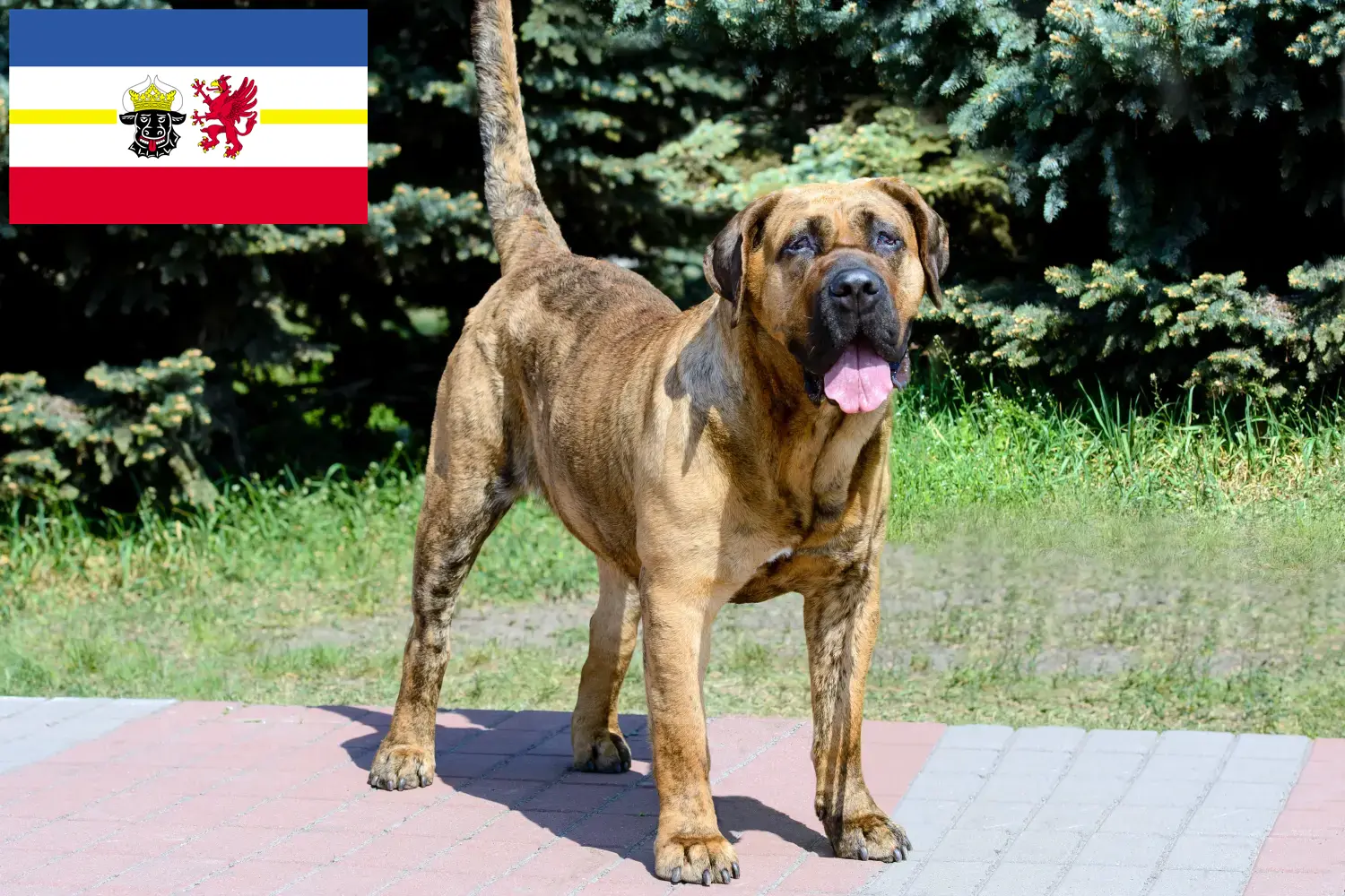Цуценята і заводчики Presa Canario Мекленбург-Передня Померанія Тут ви можете знайти заводчиків Presa Canarios в Мекленбург-Форпоммерн.