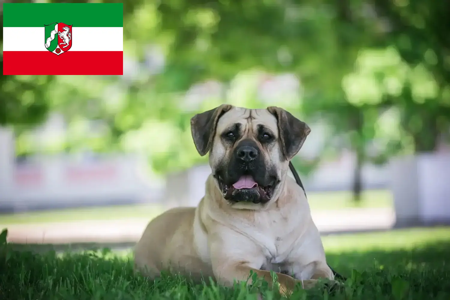 Цуценята Presa Canario та заводчики Північний Рейн-Вестфалія Тут ви можете знайти заводчиків Presa Canarios у Північний Рейн-Вестфалія.