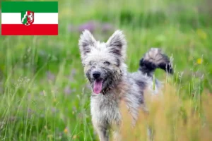 Детальніше про статтю Заводчики пумі та цуценята у Північному Рейні-Вестфалії
