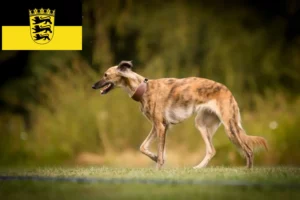 Детальніше про статтю Заводчики і цуценята шовковистого віндшпіля у Баден-Вюртемберзі