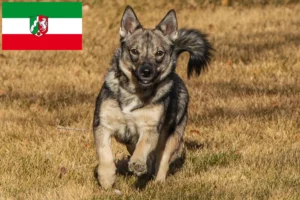 Детальніше про статтю Заводчики та цуценята Västgötaspets у Північному Рейні-Вестфалії