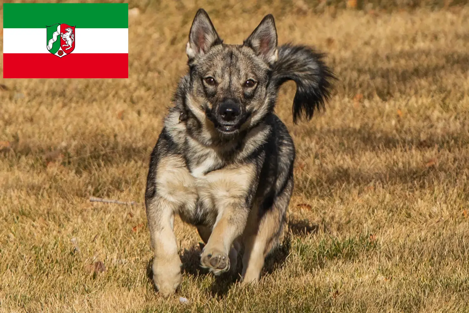 Детальніше про статтю Заводчики та цуценята Västgötaspets у Північному Рейні-Вестфалії