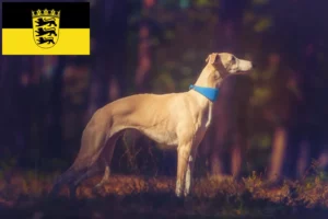Детальніше про статтю Заводчики і цуценята віппетів у Баден-Вюртемберг
