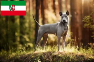 Детальніше про статтю Заводчики та цуценята тайського риджбека у Північному Рейні-Вестфалії