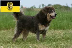 Детальніше про статтю Заводчик тибетських собак і цуценята в Баден-Вюртемберг