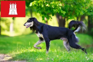 Детальніше про статтю Заводчики та цуценята салюкі в Гамбурзі