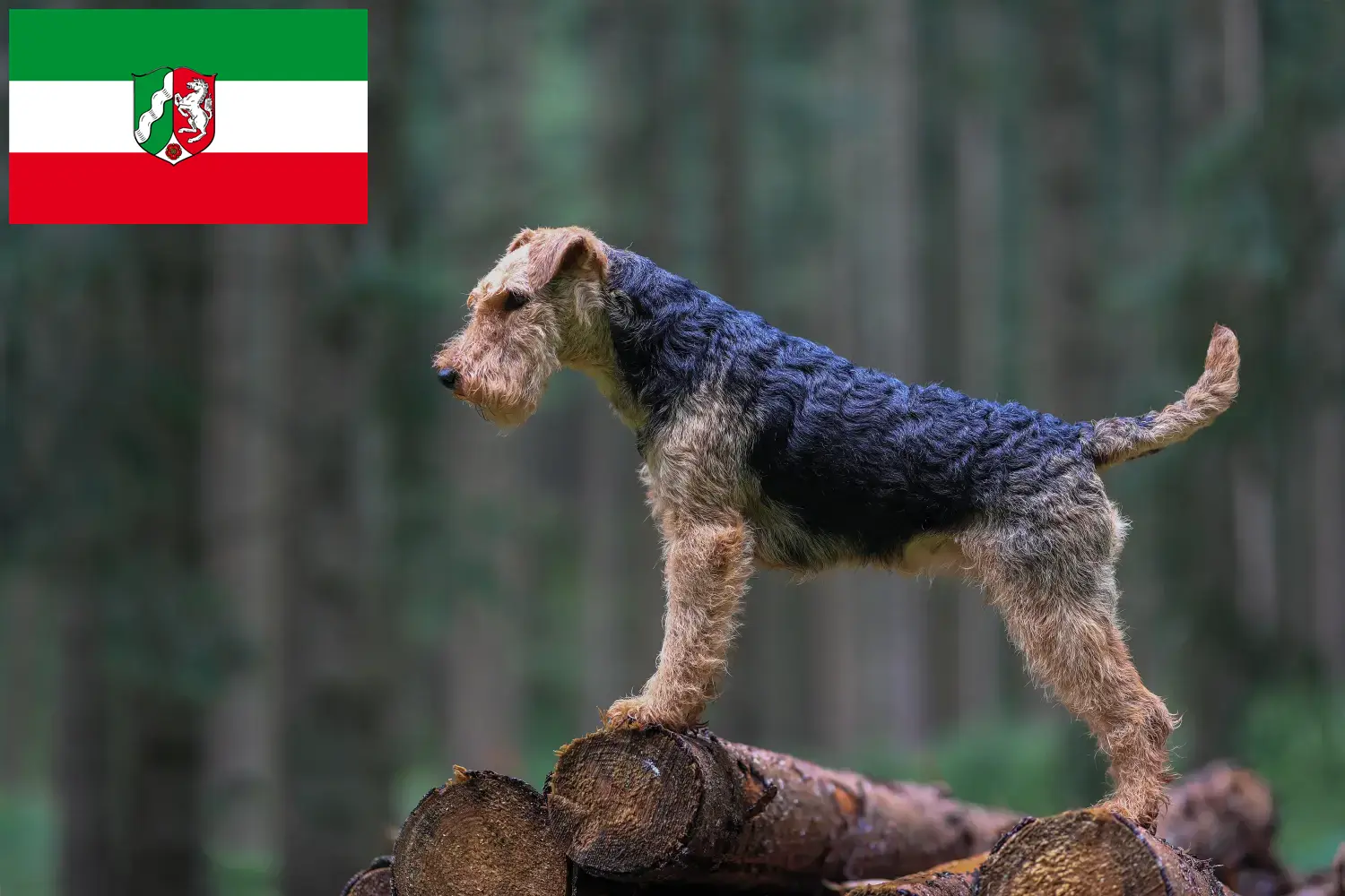 Цуценята вельш-тер'єра та заводчики Північний Рейн-Вестфалія Тут ви можете знайти заводчиків вельш-тер'єрів у Північний Рейн-Вестфалія.
