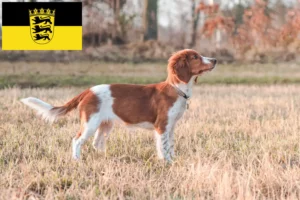 Детальніше про статтю Заводчики і цуценята вельш спрингер-спанієля у Баден-Вюртемберг