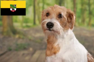 Детальніше про статтю Заводчики та цуценята кромфоморлендерів у Саксонії-Ангальт