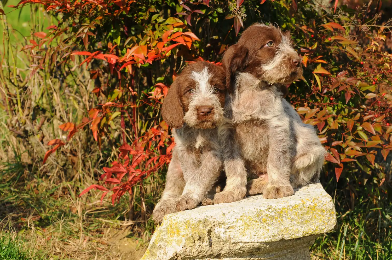 Купити цуценя Spinone Italiano означає взяти на себе відповідальність! Купити цуценят спіноне італьяно.