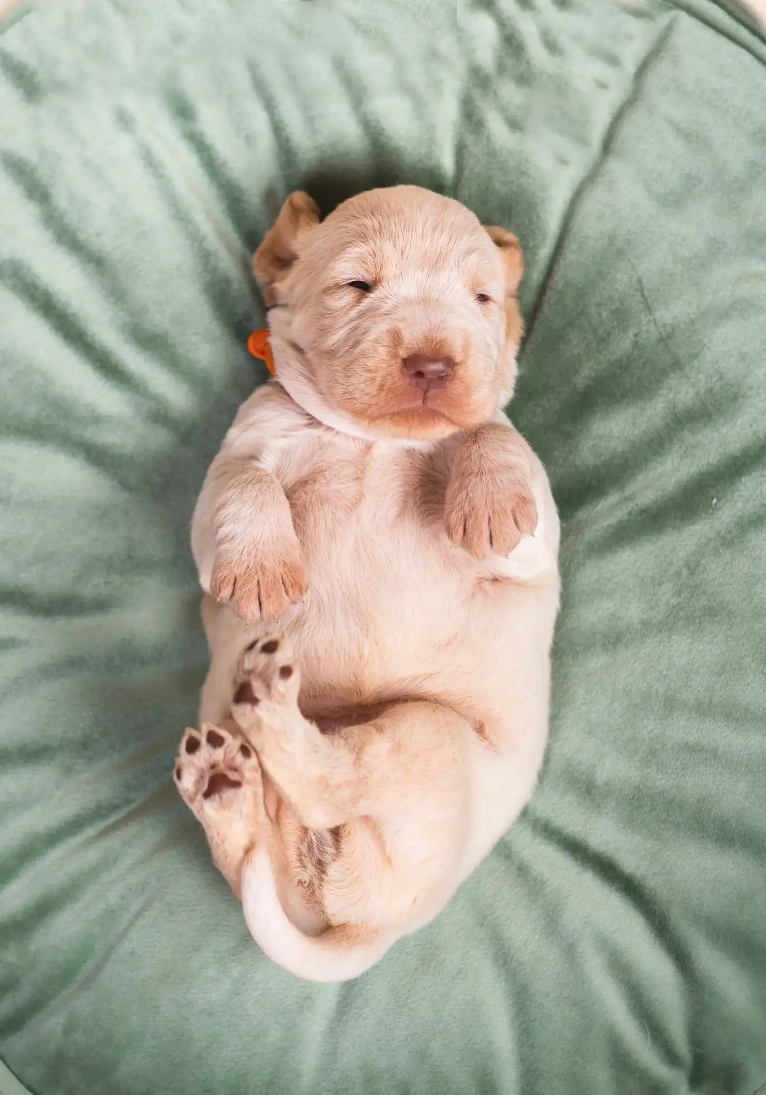 Купити цуценя Spinone Italiano означає взяти на себе відповідальність! Купити цуценят спіноне італьяно.