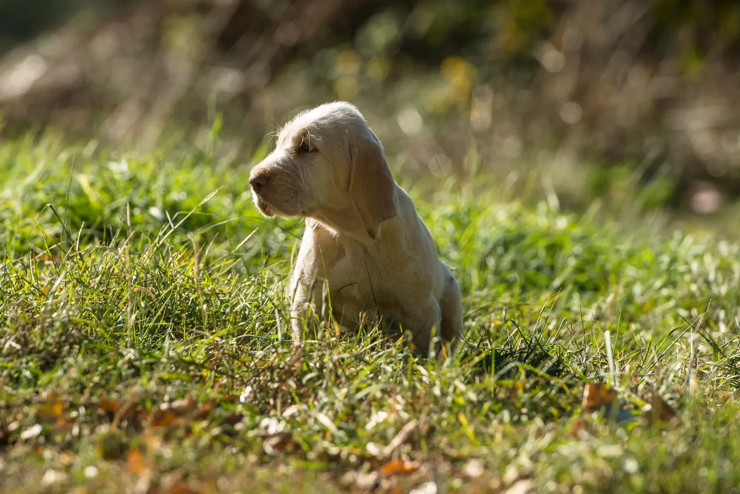 Купити цуценя Spinone Italiano означає взяти на себе відповідальність! Купити цуценят спіноне італьяно.