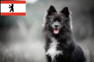 Детальніше про статтю Заводчики помських собак і цуценята в Берліні