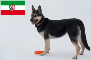 Детальніше про статтю Східноєвропейська вівчарка та цуценята у Північному Рейні-Вестфалії