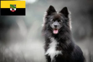 Детальніше про статтю Заводчики та цуценята помських собак у Саксонії-Ангальт