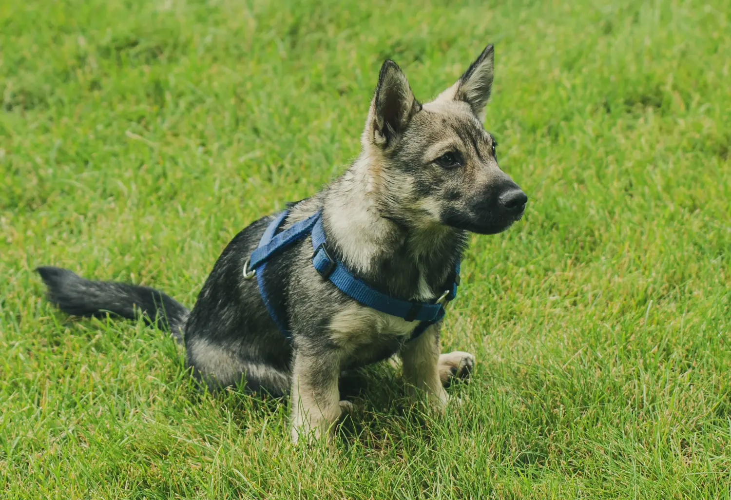 Купити цуценя Västgötaspets означає взяти на себе відповідальність! Купити цуценят вестготшпіців.