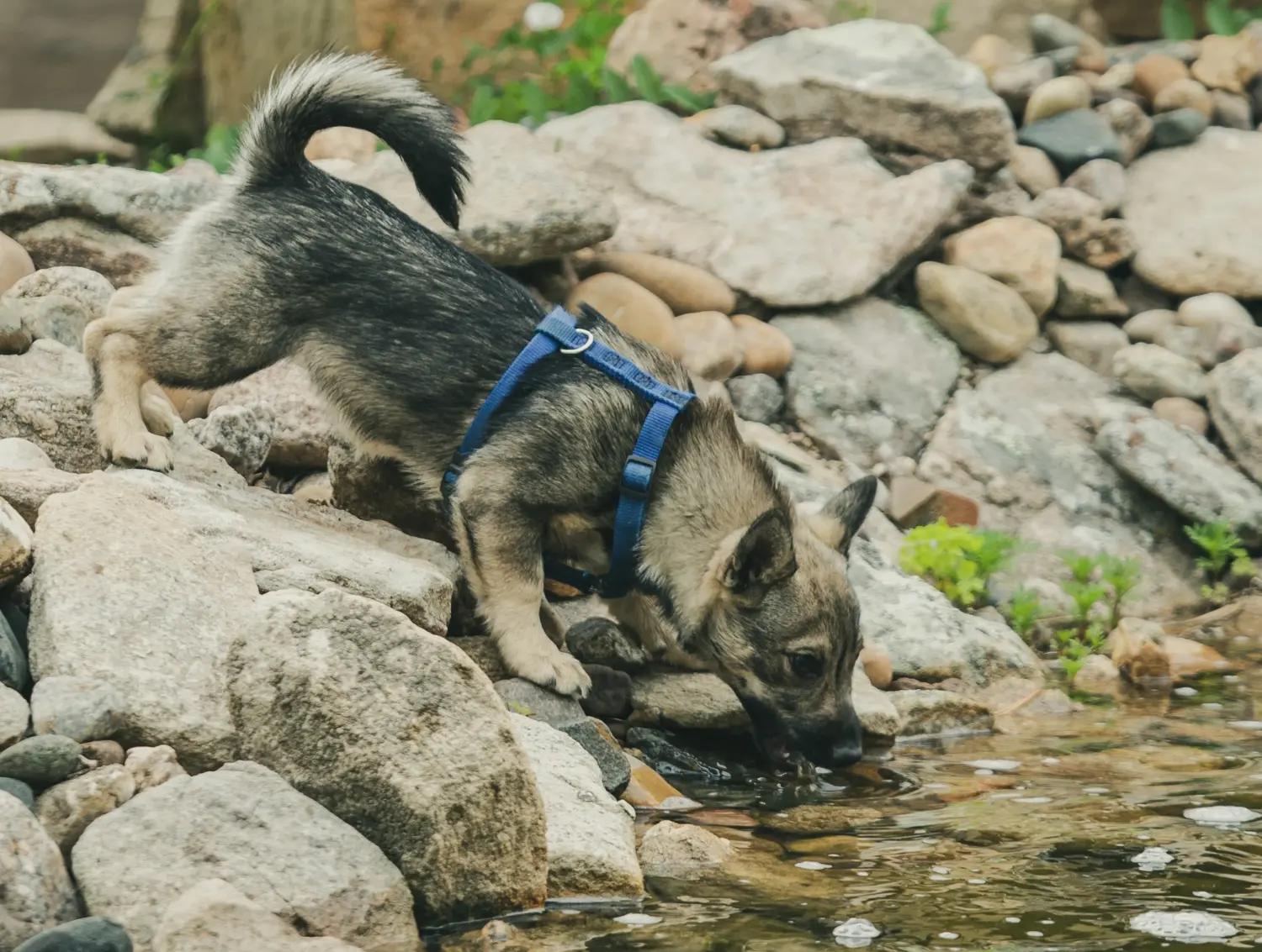 Купити цуценя Västgötaspets означає взяти на себе відповідальність! Купити цуценят вестготшпіців.