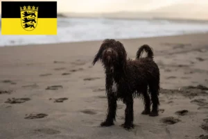 Детальніше про статтю Заводчики і цуценята ірландського водяного спанієля у Баден-Вюртемберзі