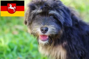 Детальніше про статтю Заводчики та цуценята Cão da Serra de Aires у Нижній Саксонії