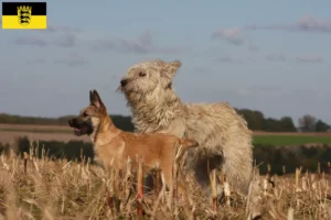 Детальніше про статтю Заводчики та цуценята Bouvier des Ardennes у Баден-Вюртемберзі