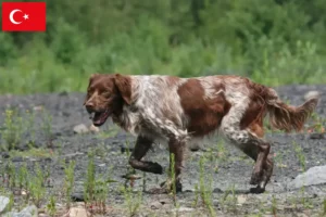 Детальніше про статтю Заводчики і цуценята бретонського епаньйола в Туреччині