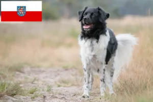 Детальніше про статтю Заводчики та цуценята стабіїв у Тюрингії