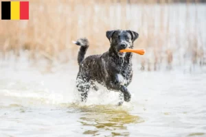 Детальніше про статтю Заводчики і цуценята собак породи Cão Fila de São Miguel у Бельгії
