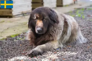 Детальніше про статтю Заводчики та цуценята Cão Da Serra Da Estrela у Швеції