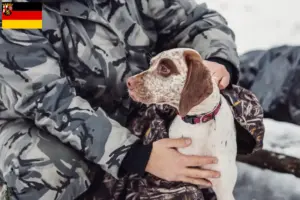 Детальніше про статтю Заводчики та цуценята брак дю бурбонне у Рейнланд-Пфальц