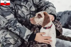 Детальніше про статтю Заводчики та цуценята брак дю бурбонне у Тюрингії