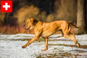 Детальніше про статтю Заводчики та цуценята Fila Brasileiro у Швейцарії