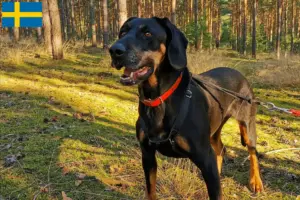 Детальніше про статтю Заводчики та цуценята польського гончака у Швеції
