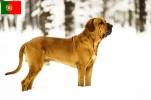 Детальніше про статтю Заводчики та цуценята Fila Brasileiro у Португалії